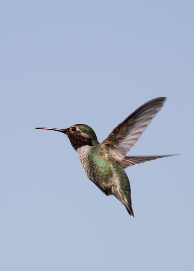 Anna's Hummingbird