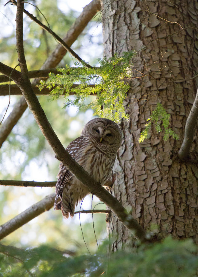 Barred Owl