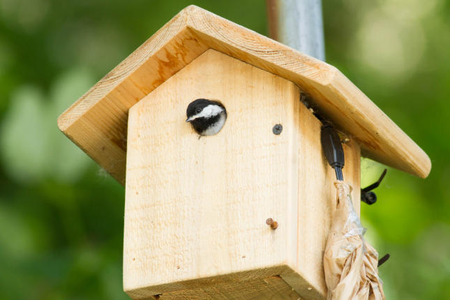 Chickadee Nest