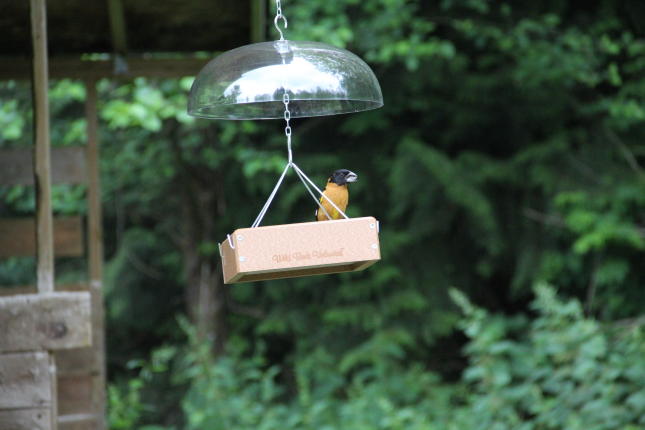 Black-headed Grosbeak