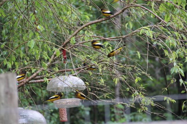 Evening Grosbeaks