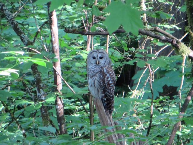 Barred Owl