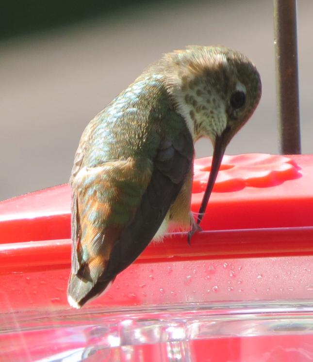 Rufous Hummingbird