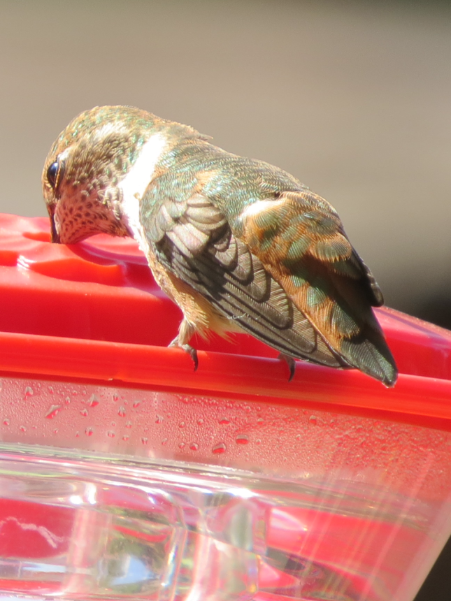 Rufous Hummingbird