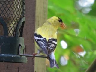 American Goldfinch