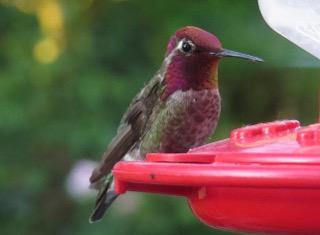 Anna's Hummingbird