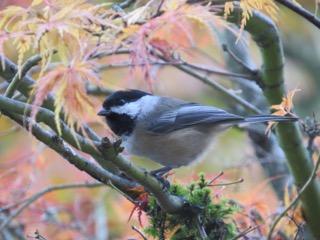 Black-capped Chickadee