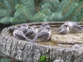 Bushtits