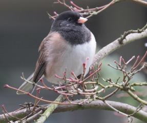 Dark-eyed Junco