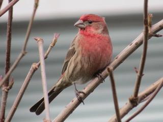 House Finch