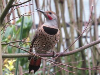 Northern Flicker