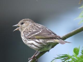 Pine Siskin