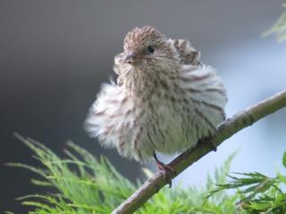 Pine Siskin