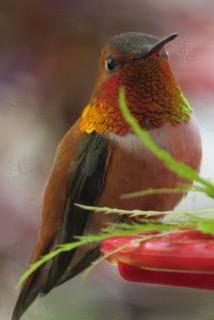 Rufous Hummingbird