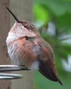 Rufous Hummingbird