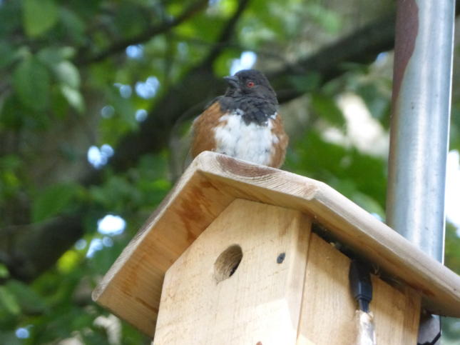 Spotted Towhee