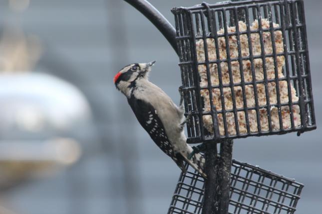 Downy Woodpecker