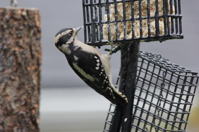 Downy Woodpecker