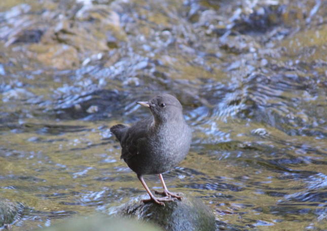 American Dipper