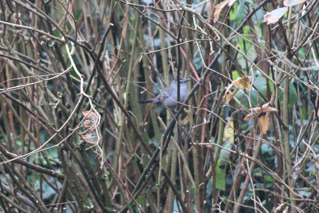 Grey Catbird