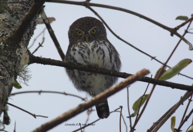 Northern Pygmy-Owl