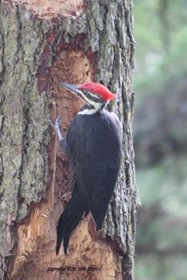 Pileated Woodpecker