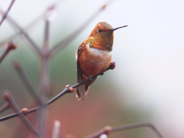 Rufous Hummingbird