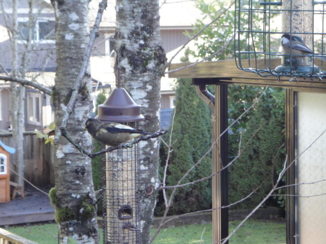 Evening Grosbeak