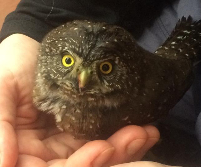 Northern Pygmy-Owl