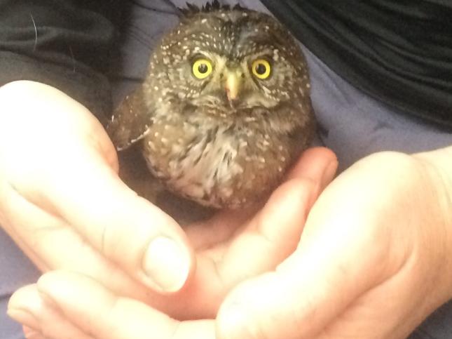 Northern Pygmy-Owl