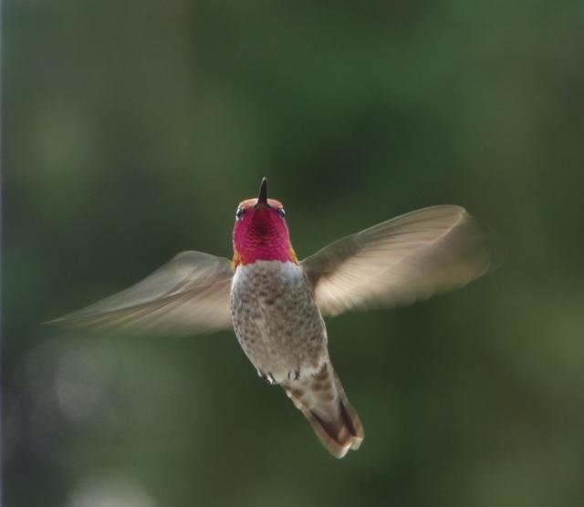 Anna's Hummingbird