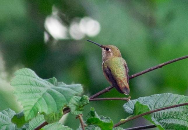 Anna's Hummingbird