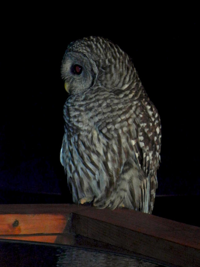 Barred Owl