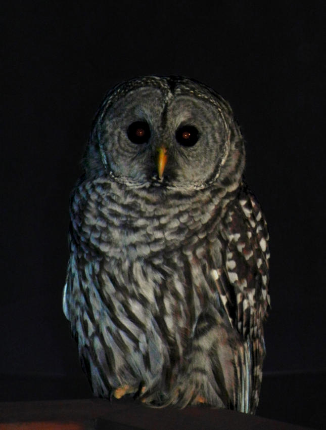 Barred Owl