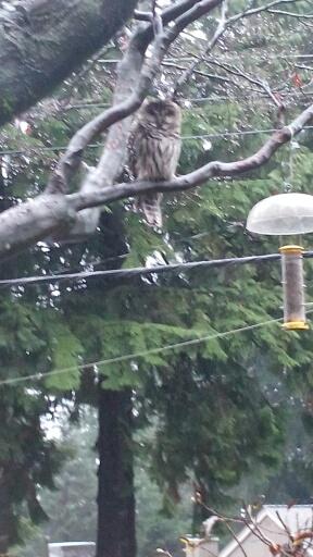 Barred Owl