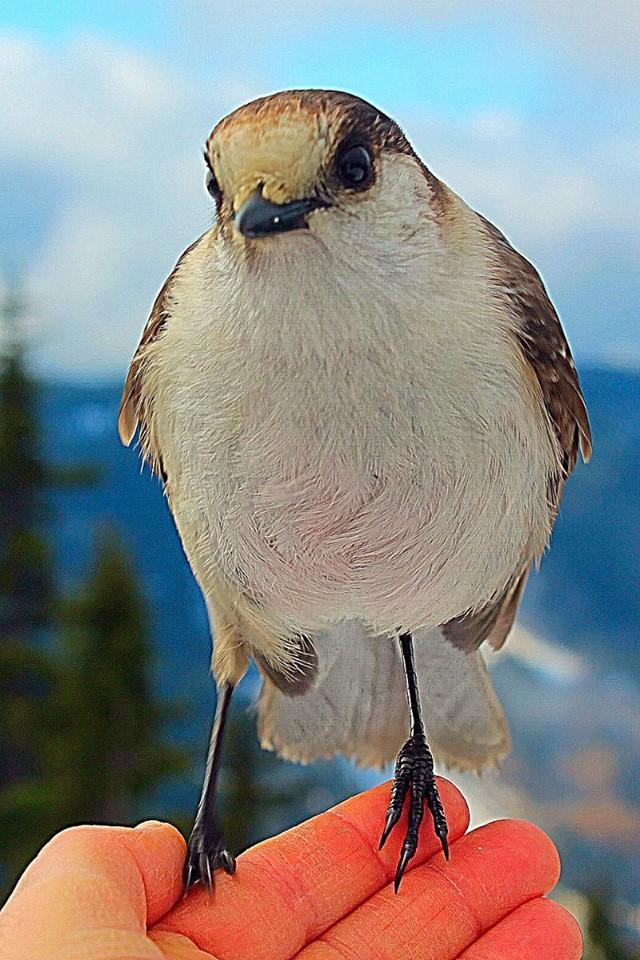 Gray Jay