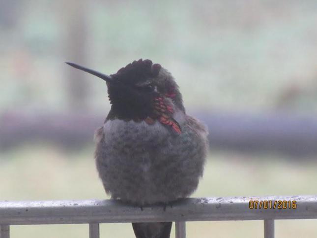 Anna's Hummingbird