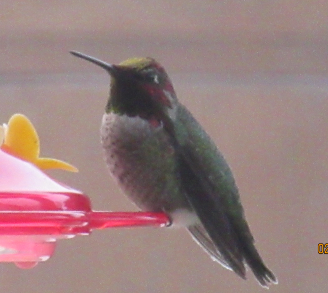 Anna's Hummingbird