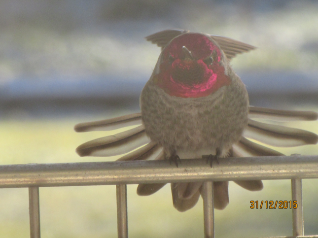 Anna's Hummingbird