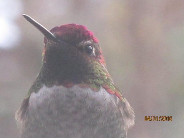 Anna's Hummingbird