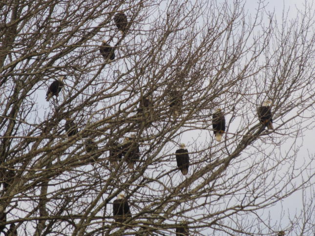 Bald Eagle