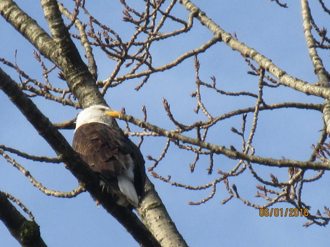 Bald Eagle