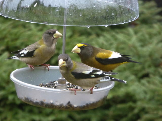 Evening Grosbeak