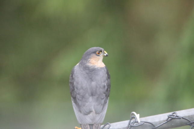 Sharp-Shinned Hawk