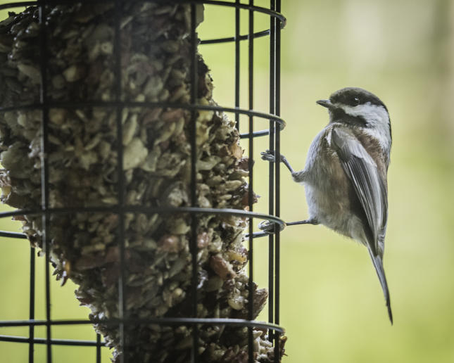 Chestnut-Backed Chickadee