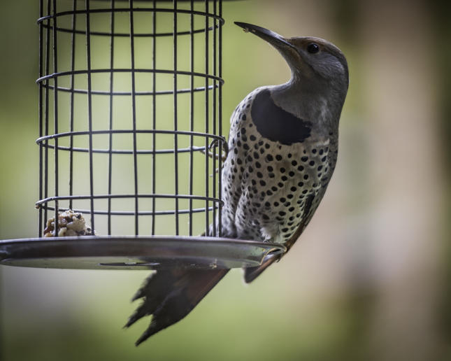 Northern Flicker