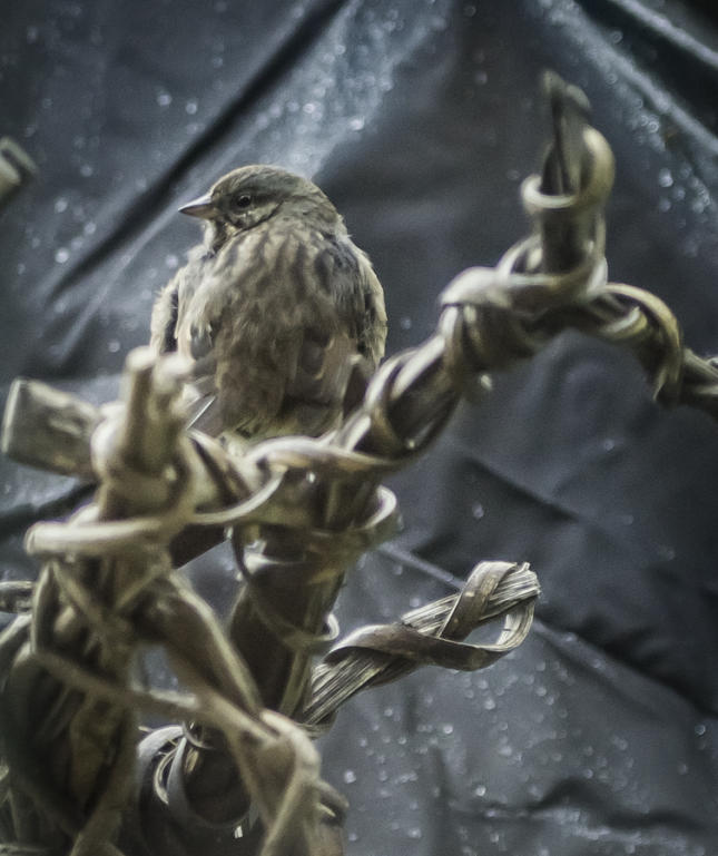 Song Sparrow