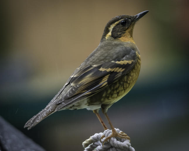 Varied Thrush