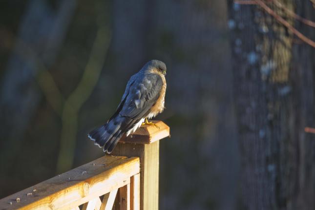 Sharp-Shinned Hawk