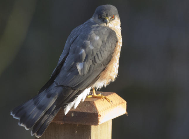 Sharp-Shinned Hawk